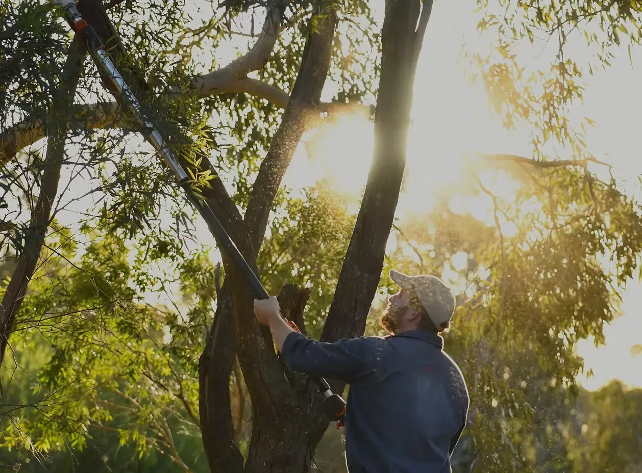Shrub pruning and bed care Willunga