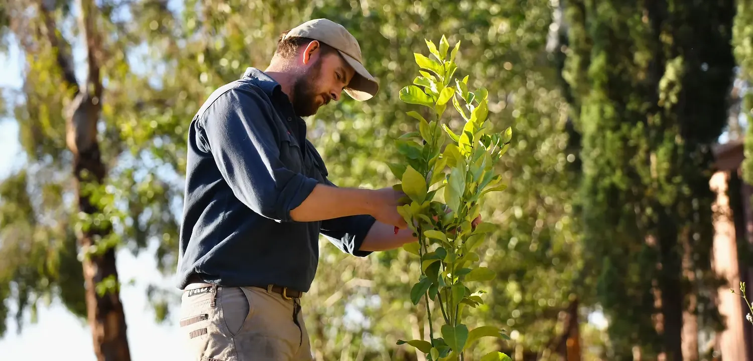 Bindii weed control Willunga