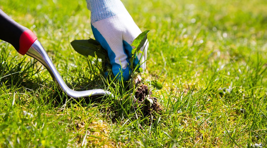 Weed control and block slashing Fleurieu Peninsula